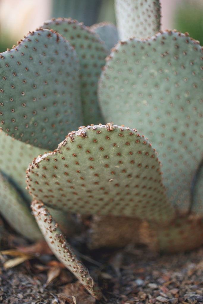 cactus centerpiece