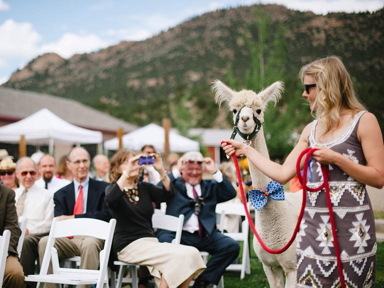 When a llama becomes the coolest guest ever. Photo by Yellow Feather Photography